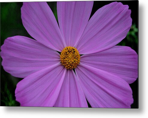 Cosmos Metal Print featuring the photograph Lavender Cosmos by Marilynne Bull