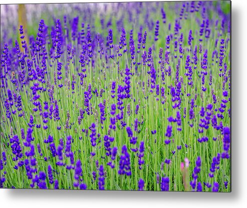 Lavender Metal Print featuring the photograph Lavender by Rainer Kersten