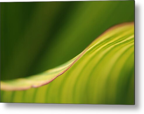 Macro Metal Print featuring the photograph Leaf by Catherine Lau