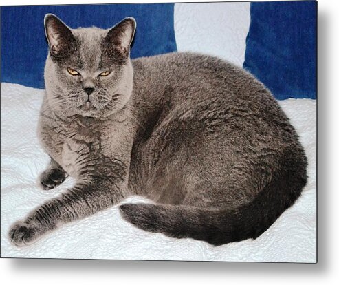 Cat Metal Print featuring the photograph Leave me alone by Nina-Rosa Dudy