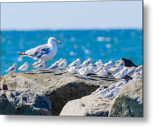 Bird Metal Print featuring the photograph Let Me Show You How Its Done by Jeff at JSJ Photography