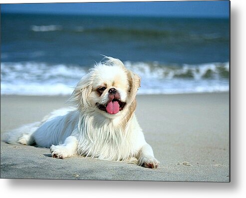 Pekingese Metal Print featuring the photograph Lifes a Beach by Ania M Milo