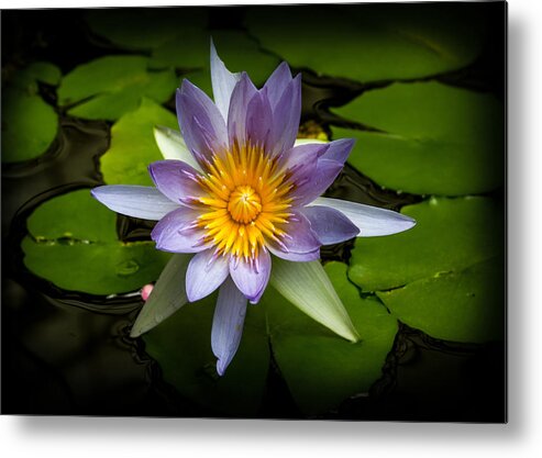 Bonnie Follett Metal Print featuring the photograph Lily Queen of the Pond by Bonnie Follett