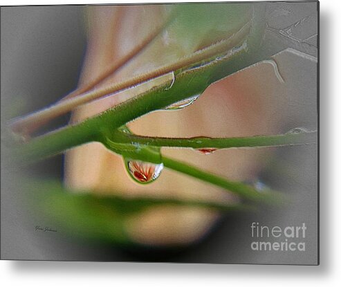 Raindrops Metal Print featuring the photograph Little Red by Yumi Johnson