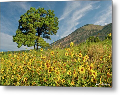 Arizona Metal Print featuring the photograph Lone Tree in a Sunflower Field by Jeff Goulden