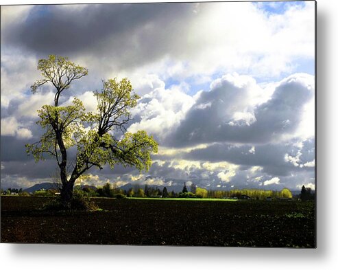 Trees Metal Print featuring the photograph Lonely Tree Is The Summer by Craig Perry-Ollila