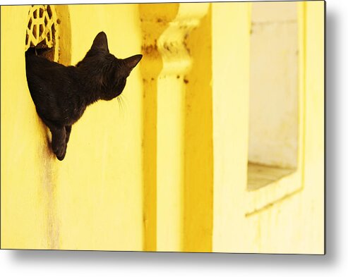 Cat Metal Print featuring the photograph Looking for Mouse by Prakash Ghai