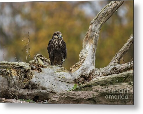 Common Kestrel Metal Print featuring the photograph Looking for Prey by Eva Lechner