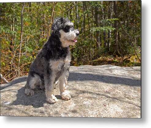 Atticus Metal Print featuring the photograph Looking for Spring by Ken Stampfer