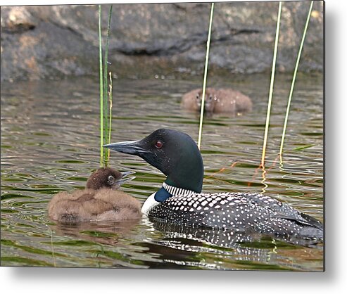 Loon Metal Print featuring the photograph Loon Time by Peter Gray