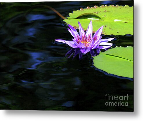 Lotus Metal Print featuring the photograph Lotus and Dark Water Refection by Paula Guttilla