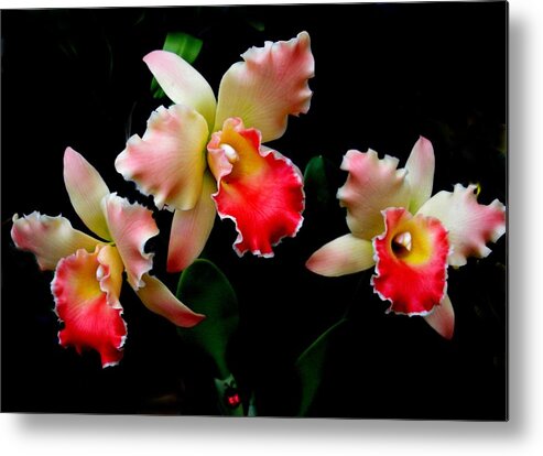 Orchids Metal Print featuring the photograph Love in Flowers by Jeanette Oberholtzer