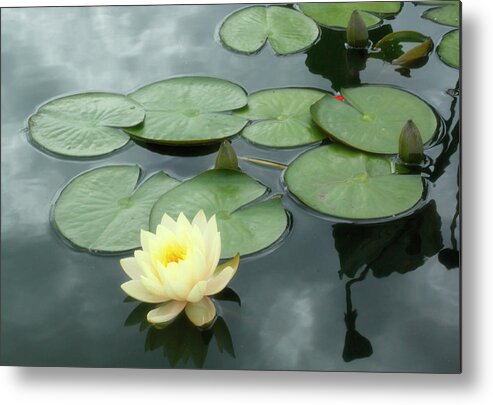 Yellow Metal Print featuring the photograph Lovely Lotus by Cate Franklyn