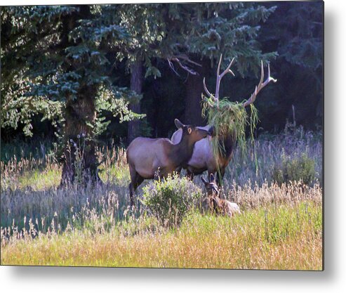 Elk Metal Print featuring the photograph Loving The New Hairdo by Shane Bechler