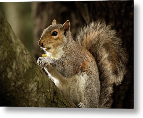 Animal Metal Print featuring the photograph Lunch by Bob Cournoyer