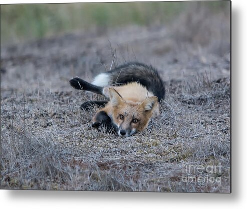 Fox Metal Print featuring the photograph Lying Low by John Greco