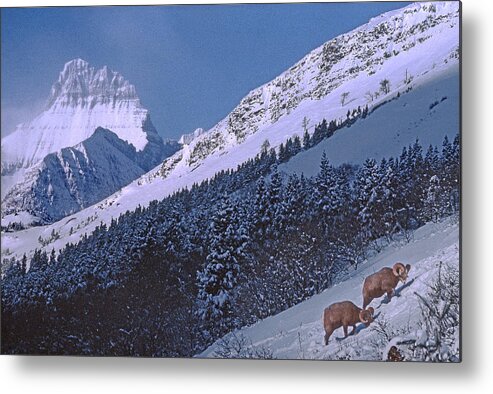 Bighorn Sheep Metal Print featuring the photograph M-08026-12 Bighorn Sheep in Glacier National Park by Ed Cooper Photography