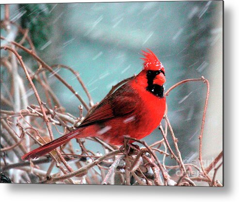 Wild Birds Metal Print featuring the photograph Mac Watching it Snow by Patricia Youngquist