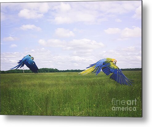  Metal Print featuring the photograph Macaws Flying Together by Melissa Messick