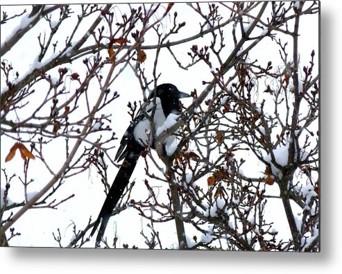 #magpieinasnowstorm Metal Print featuring the photograph Magpie In A Snowstorm by Will Borden