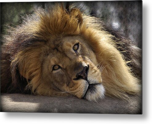 Lion Metal Print featuring the photograph Majestic Love by Linda Mishler