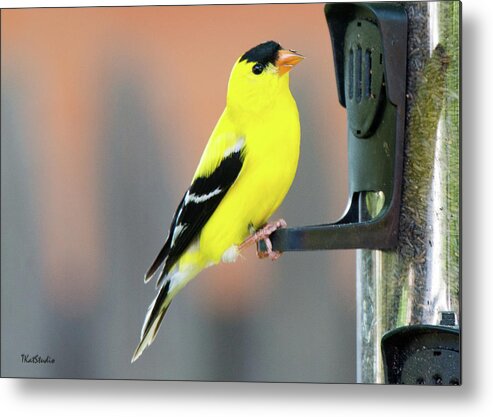 American Goldfinch Metal Print featuring the photograph Male American Goldfinch by Tim Kathka