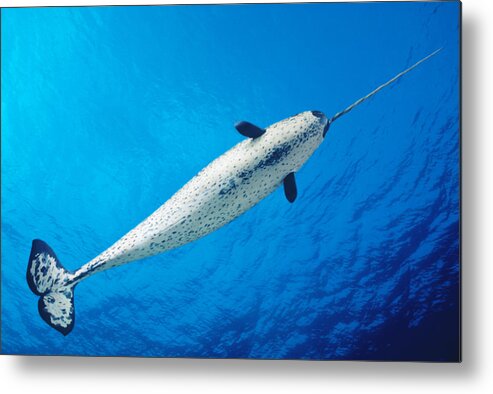 Aquatic Metal Print featuring the photograph Male Narwhal by Dave Fleetham - Printscapes