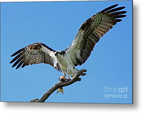 Osprey Metal Print featuring the photograph Male Osprey by Larry Nieland