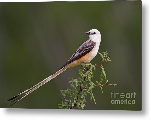 Dave Welling Metal Print featuring the photograph Male Scissor-tail Flycatcher Tyrannus Forficatus Wild Texas by Dave Welling