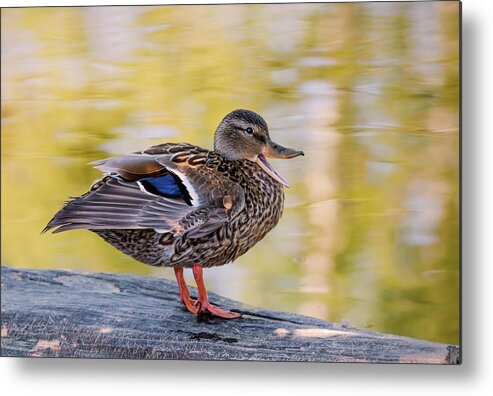 Duck Metal Print featuring the photograph Mallard Duck by Kathy King