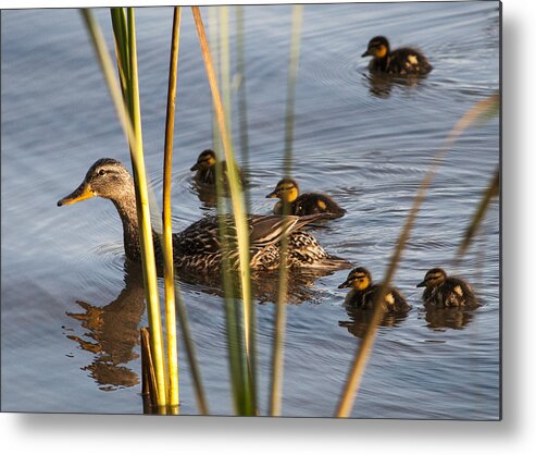 Astoria Metal Print featuring the photograph Mallard Family by Robert Potts