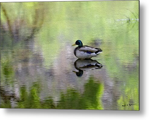 Myhaverphotography Metal Print featuring the photograph Mallard In Mountain Water by Mark Myhaver
