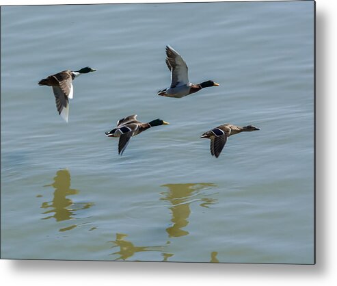 Jan Metal Print featuring the photograph Mallards flying over the Ohio by Holden The Moment