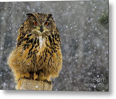 Owl Metal Print featuring the photograph Mango by Jale Fancey