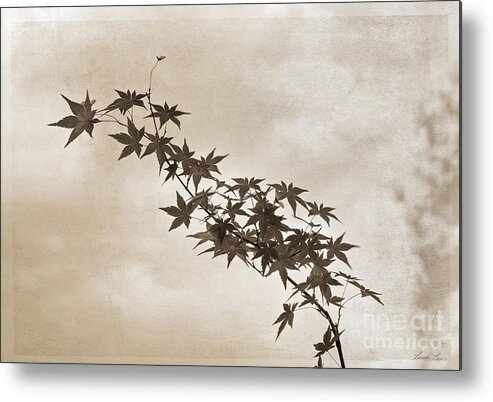 Branch Metal Print featuring the photograph Maple by Linda Lees