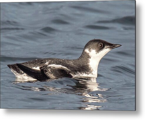 Marbled Murrelet Metal Print featuring the photograph Marbled Murrelet by Carl Olsen