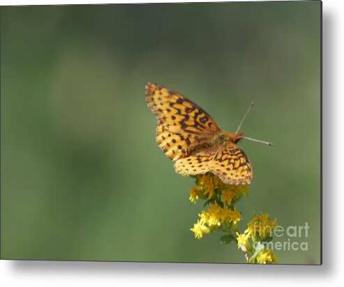Butterfly Metal Print featuring the photograph Meadow Fritillary by Randy Bodkins