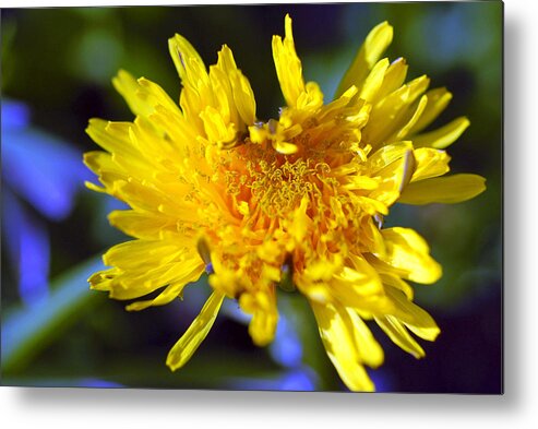 Flower Metal Print featuring the photograph Mello Yello by Stephen Anderson