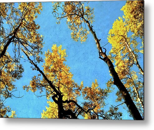 Aspen Metal Print featuring the photograph Mellow Yellow by Jim Hill