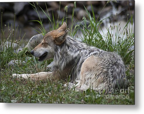 Mexican Wolf Metal Print featuring the photograph Mexican Wolf 20120714_112a by Tina Hopkins