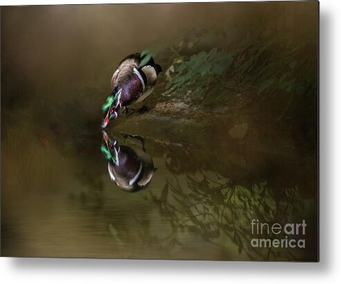 Wood Duck Metal Print featuring the photograph Mirror,Mirror.. by Eva Lechner