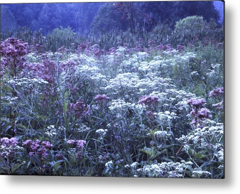 Misty Image Metal Print featuring the photograph Misty Morning Wildflowers 3 by Roger Soule