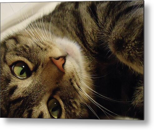 Cat Metal Print featuring the photograph Mom Likes Me Best by Leslie Manley