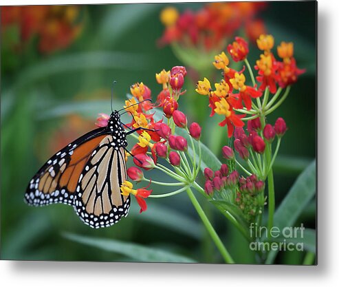 Butterfly Metal Print featuring the photograph Monarch Butterfly by Ann Jacobson