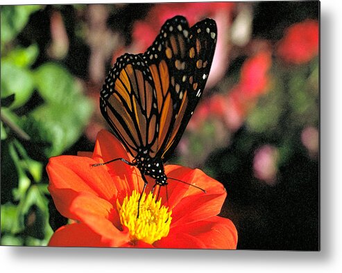 Insect Metal Print featuring the photograph Monarch Butterfly Number Two by Thomas Firak