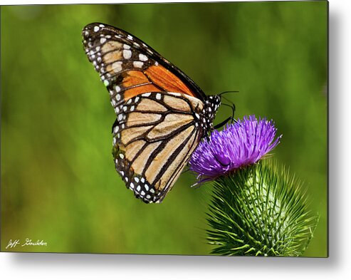 Animal Metal Print featuring the photograph Monarch Butterfly on a Thistle by Jeff Goulden