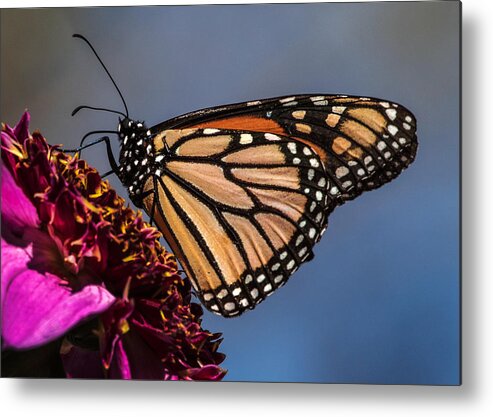 Monarch Metal Print featuring the photograph Monarch Butterfly on Pink Dahlia by Dawn Key