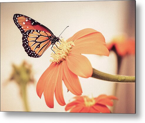  Metal Print featuring the photograph Monarch Butterfly by Rebekah Zivicki