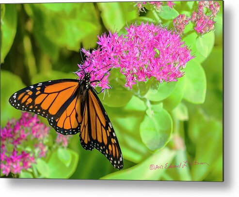 Heron Heaven Metal Print featuring the photograph Monarch Pretty In Pink by Ed Peterson