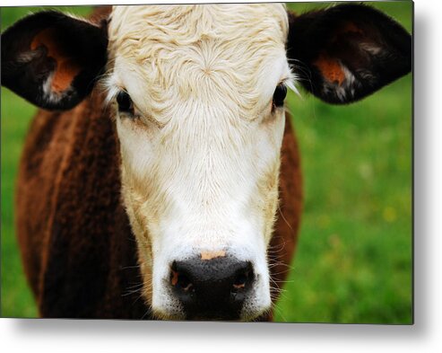 Cow Metal Print featuring the photograph Moo by Lori Tambakis
